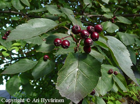 Crataegus douglasii, mustamarjaorapihlaja